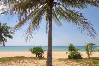 Hindistan cevizi hurma beyaz kumları ve mavi gökyüzü ile.