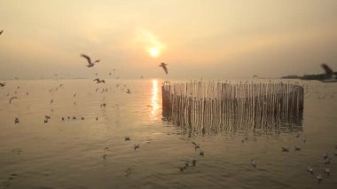 Bang Pu Dinlenme Merkezi 'ndeki martı grubu, Tayland, Samut Prakan' a ait olan Bangkok Körfezi kıyısındaki bir tatil beldesidir..