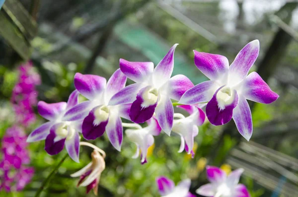 Bella Orchidea Viola Fioritura Giardino — Foto Stock