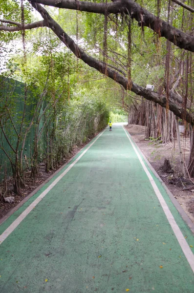 Camino Bicicleta Verde Fresco Parque — Foto de Stock