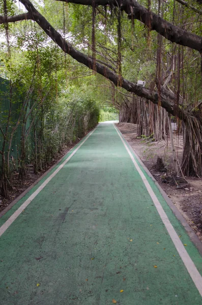 Camino Bicicleta Verde Fresco Parque — Foto de Stock