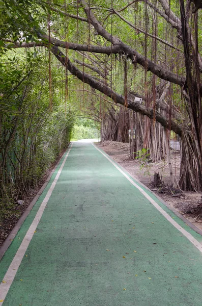 Camino Bicicleta Verde Vacío Parque — Foto de Stock