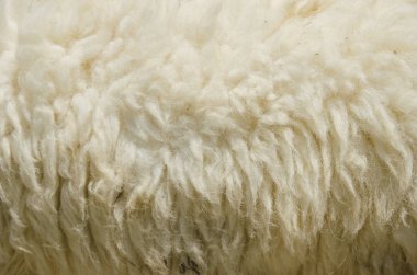 Beyaz koyun yumuşak yününün yakın görüntüsü