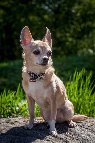 Chihuahua dog, 12 years old — Stock Photo, Image