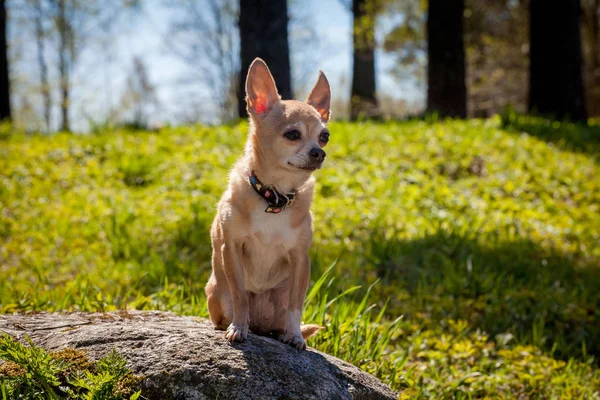 Chihuahua dog, 12 years old — Stock Photo, Image