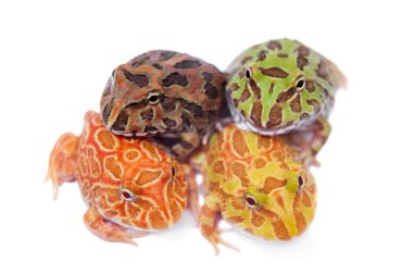 Beyaz izole chachoan boynuzlu kurbağa