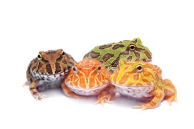 Beyaz izole chachoan boynuzlu kurbağa