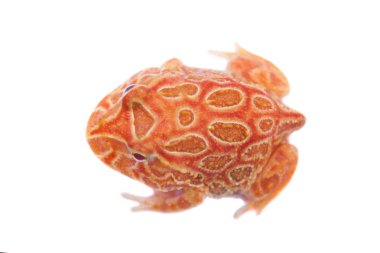 Beyaz izole chachoan boynuzlu kurbağa