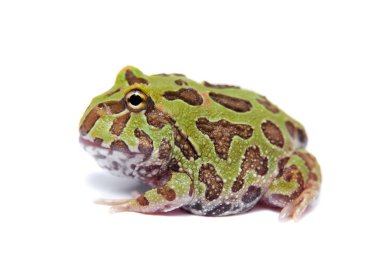 Beyaz izole chachoan boynuzlu kurbağa