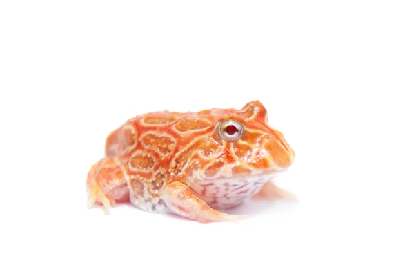 La grenouille chachoan cornu isolé sur blanc — Photo