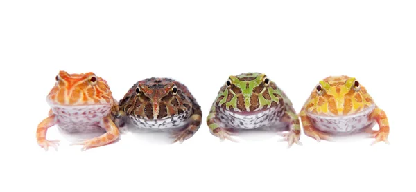 Quatro sapos chifres de chachoan isolados em branco — Fotografia de Stock