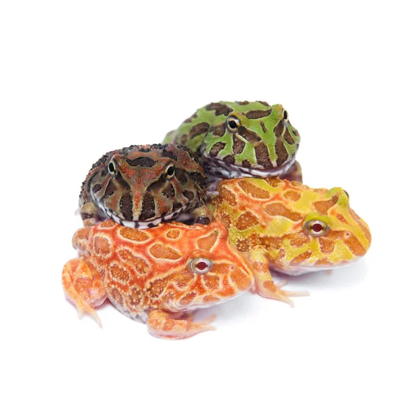 Beyaz izole chachoan boynuzlu kurbağa