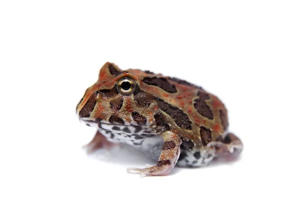 Chachoan rohatá žába izolovaných na bílém — Stock fotografie