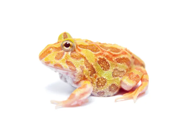 Der Tschachoan-Hörnchenfrosch isoliert auf weiß — Stockfoto