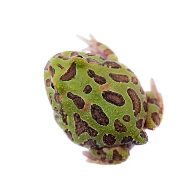 Beyaz izole chachoan boynuzlu kurbağa — Stok fotoğraf