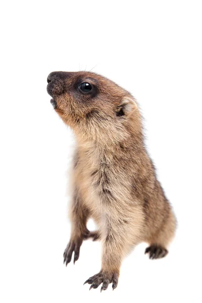 O filhote de marmota bobak em branco — Fotografia de Stock