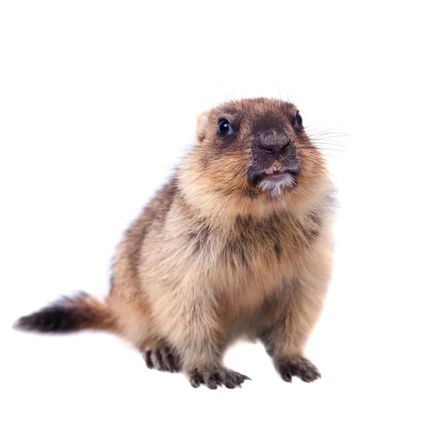 O filhote de marmota bobak em branco — Fotografia de Stock