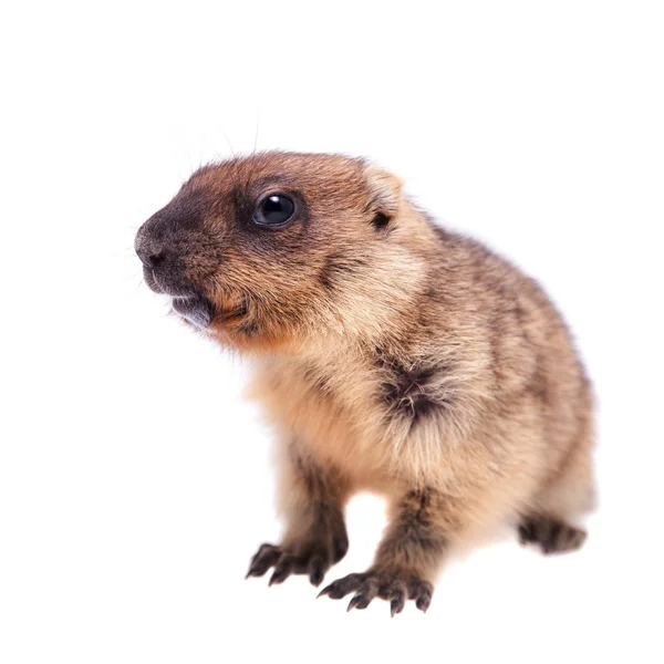 O filhote de marmota bobak em branco — Fotografia de Stock