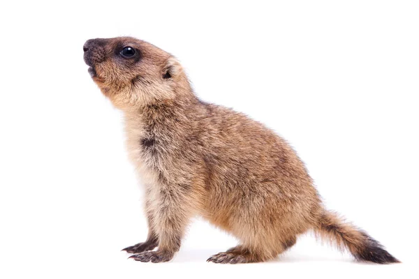 Le petit de marmotte bobak sur blanc — Photo