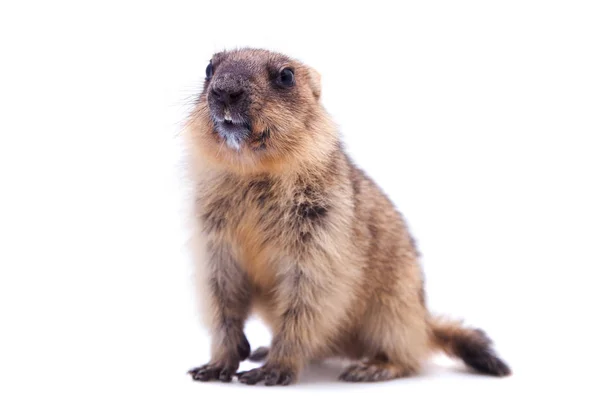 O filhote de marmota bobak em branco — Fotografia de Stock