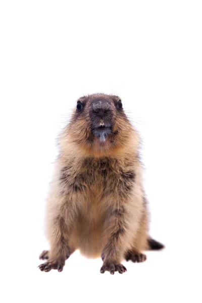 O filhote de marmota bobak em branco — Fotografia de Stock