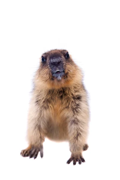 Le petit de marmotte bobak sur blanc — Photo