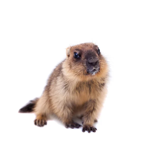 Bobak Marmot Welp Geïsoleerd Wit Marmota Bobak Steppe Marmot — Stockfoto