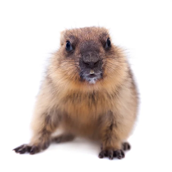 El cachorro de marmota bobak en blanco —  Fotos de Stock