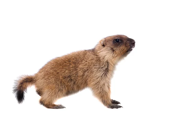 The bobak marmot cub on white — Stock Photo, Image