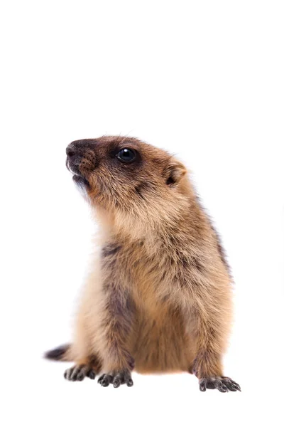 Il cucciolo di marmotta bobak sul bianco — Foto Stock