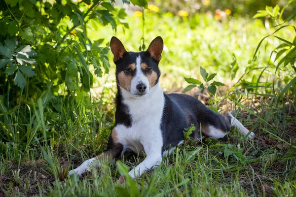 Basenji 狗在夏天庭院里 — 图库照片