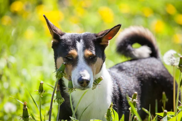 Cão Basenji no jardim de verão — Fotografia de Stock