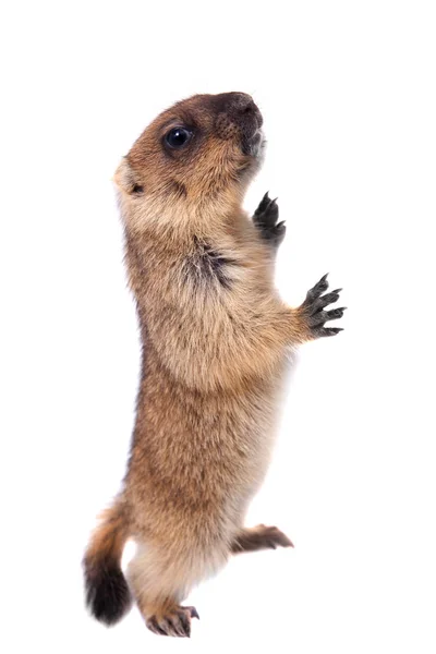 The bobak marmot cub on white — Stock Photo, Image