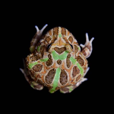 Siyah izole chachoan boynuzlu kurbağa