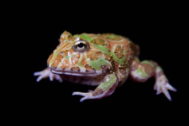 Siyah izole chachoan boynuzlu kurbağa