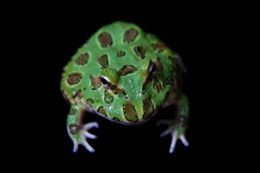 Siyah izole chachoan boynuzlu kurbağa