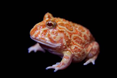 Siyah izole chachoan boynuzlu kurbağa