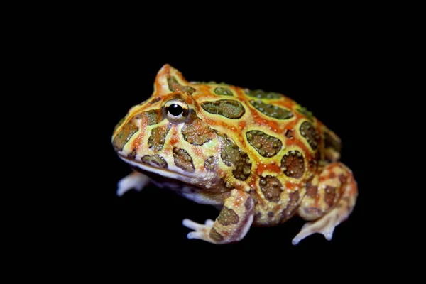 The chachoan horned frog isolated on black — Stock Photo, Image