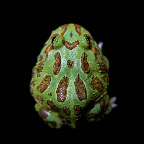 Siyah izole chachoan boynuzlu kurbağa — Stok fotoğraf