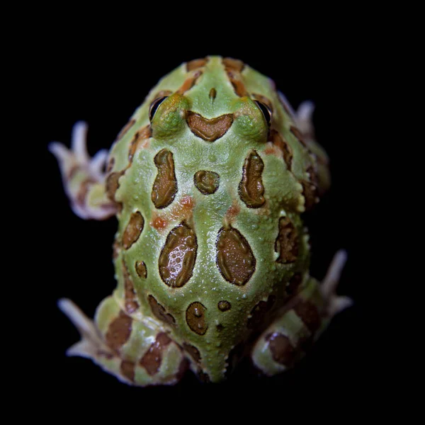 Siyah izole chachoan boynuzlu kurbağa