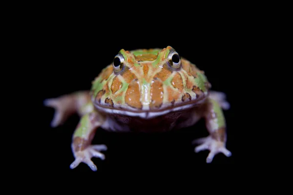 La grenouille chachoan cornu isolé sur noir — Photo