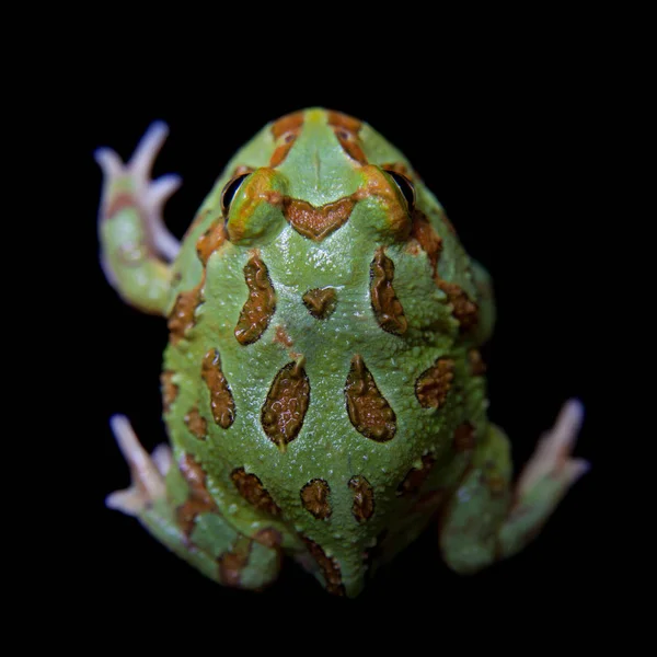 Siyah izole chachoan boynuzlu kurbağa