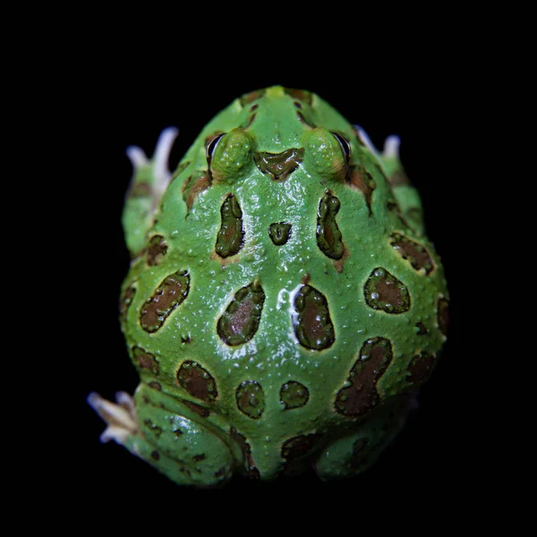 The chachoan horned frog isolated on black — Stock Photo, Image