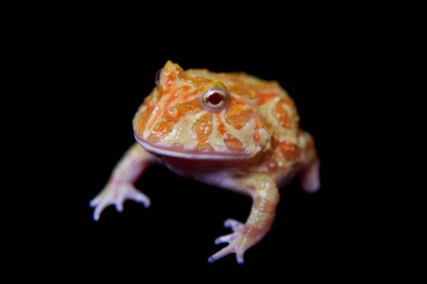 O sapo chifre chachoan isolado em preto — Fotografia de Stock