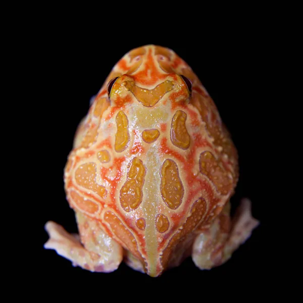 Siyah izole chachoan boynuzlu kurbağa