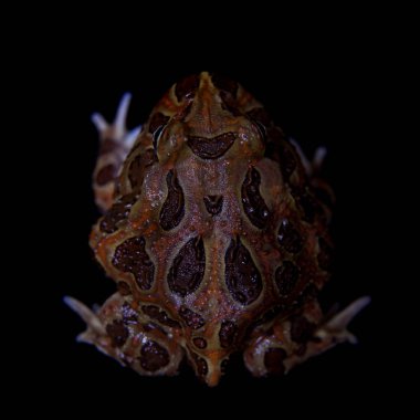 Siyah izole chachoan boynuzlu kurbağa