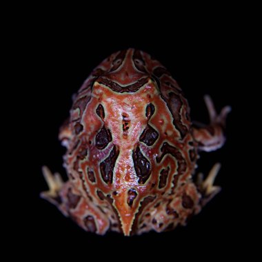Fantezi siyah izole froglet boynuzlu