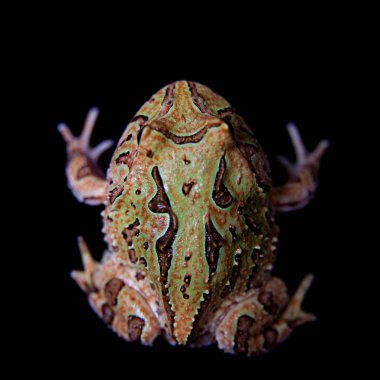 Fantezi siyah izole froglet boynuzlu