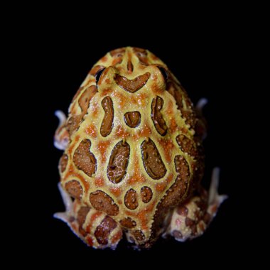 Siyah izole chachoan boynuzlu kurbağa