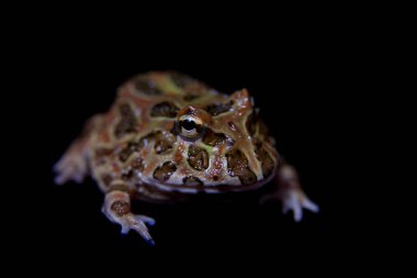 Siyah izole chachoan boynuzlu kurbağa